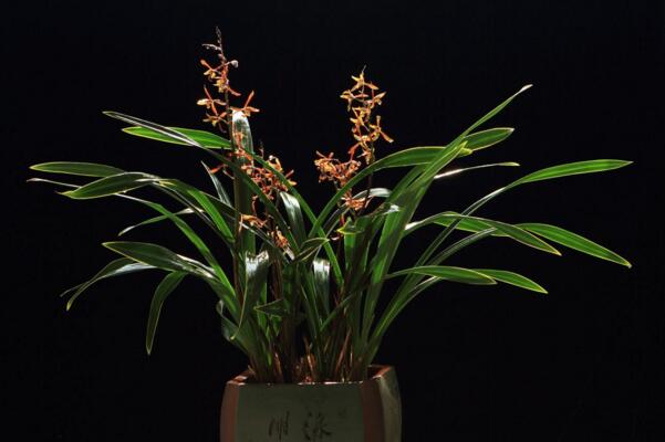 怎麼區分蘭花品種分類,從葉子區分蘭花品種