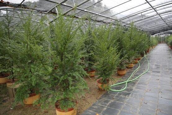 紅豆杉盆景怎麼修剪，遵循兩點原則掌握六點方法