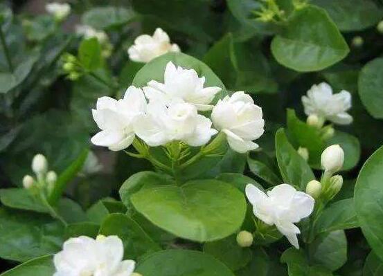 茉莉不開花是什麼原因，注意這六點讓你的茉莉花爆盆