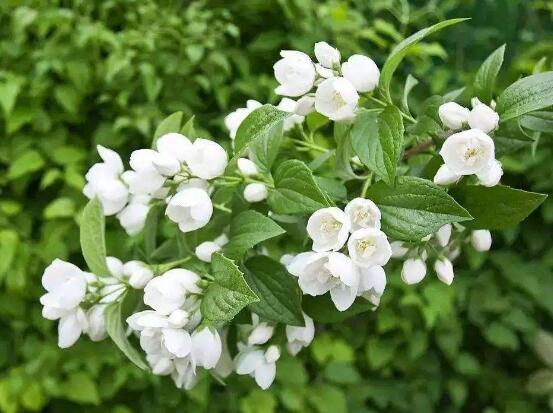茉莉不開花是什麼原因，注意這六點讓你的茉莉花爆盆