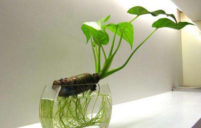 滴水觀音中毒怎麼辦，中毒後的處理措施