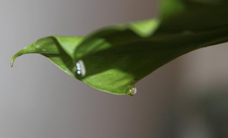 滴水觀音中毒怎麼辦，中毒後的處理措施
