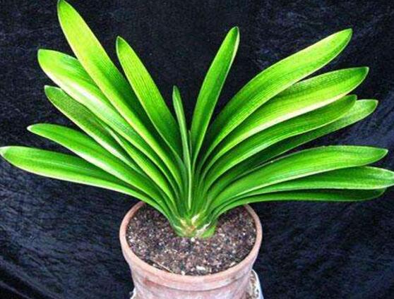 養殖君子蘭盆栽其實有這四大基本好處
