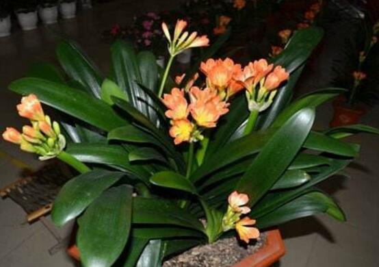 養殖君子蘭盆栽其實有這四大基本好處