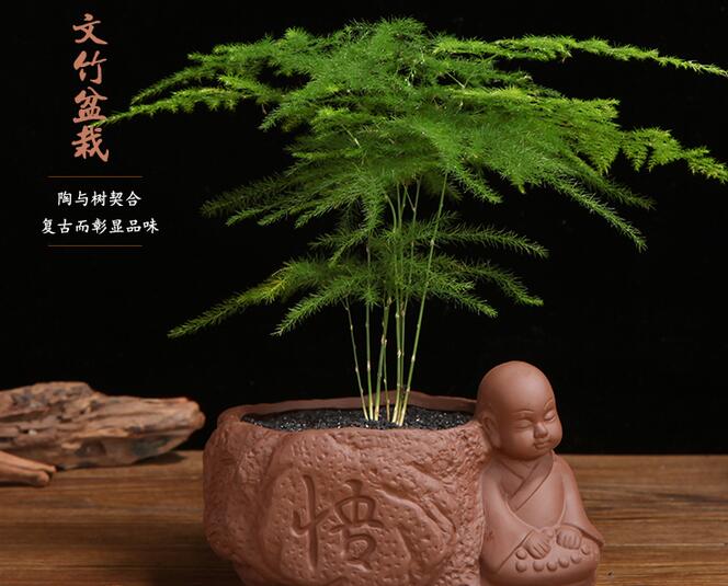 文竹澆啤酒怎麼澆,用1比50的比例澆效果更好
