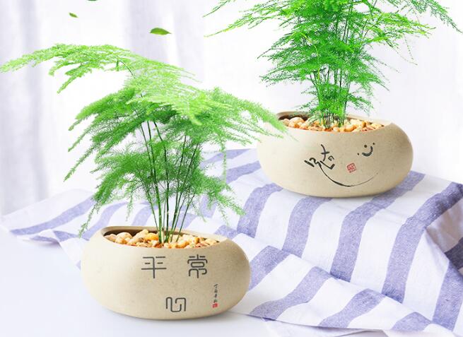 文竹澆啤酒怎麼澆,用1比50的比例澆效果更好