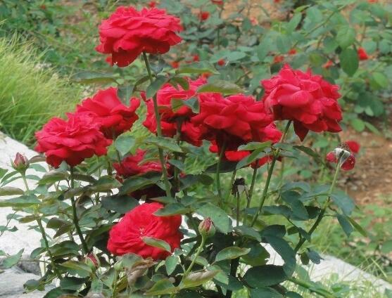 月季花冬季怎麼施肥,三個簡單方法便可安然過冬