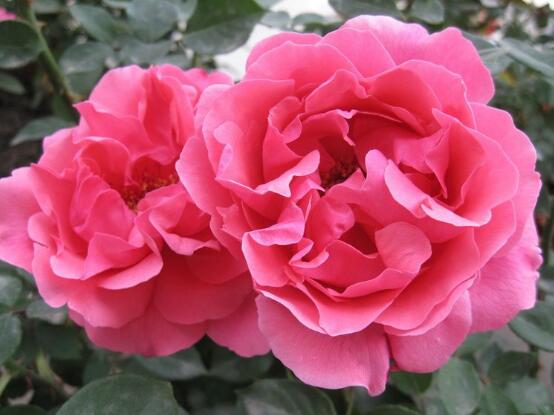月季花冬季怎麼施肥,三個簡單方法便可安然過冬
