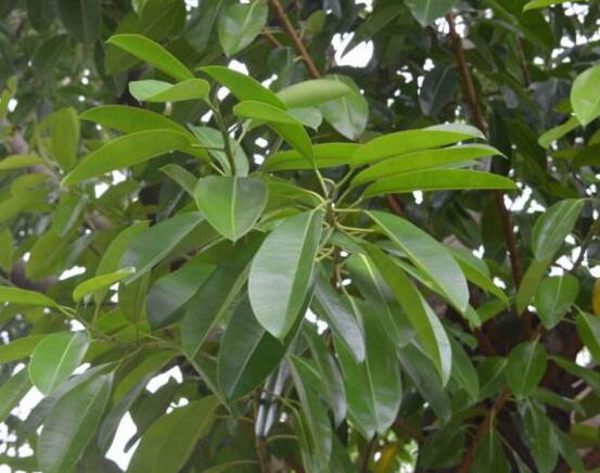 橡皮樹喜歡什麼肥料,氮肥為主、磷鉀肥為輔