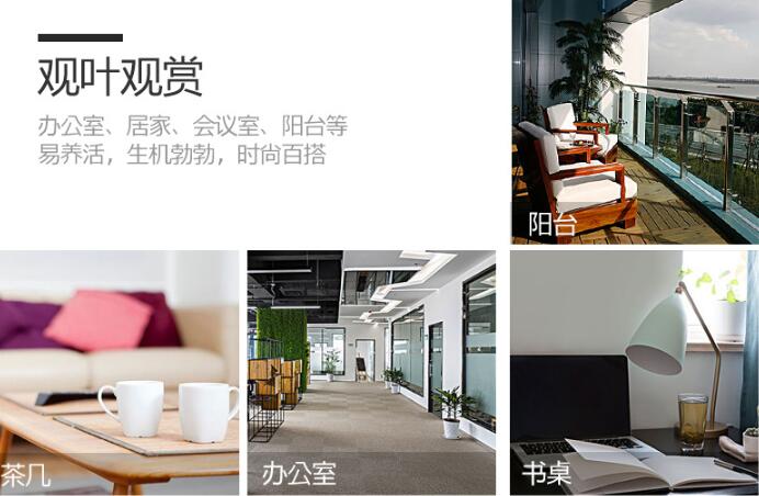 虎皮蘭適合擺放在什麼位置，最適合放在客廳中(招財又吸霾)
