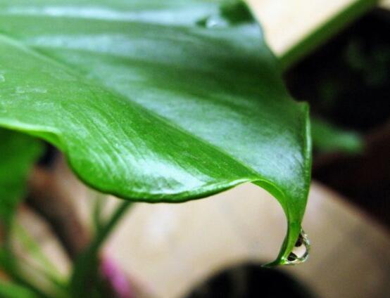 滴水觀音的日常養護,做好六個要點生長更茂盛