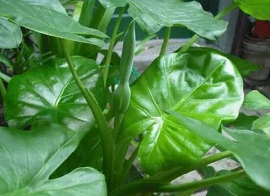 滴水觀音的日常養護,做好六個要點生長更茂盛