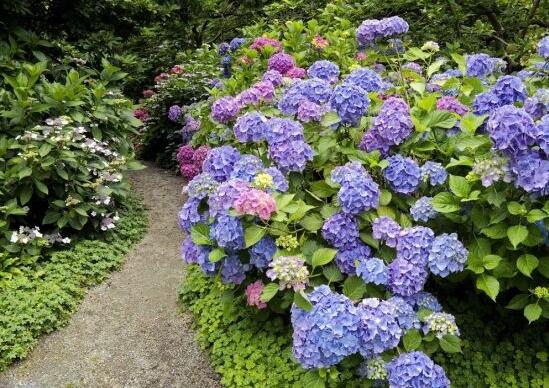 繡球花幾月扡插，二月萌芽扡插最佳
