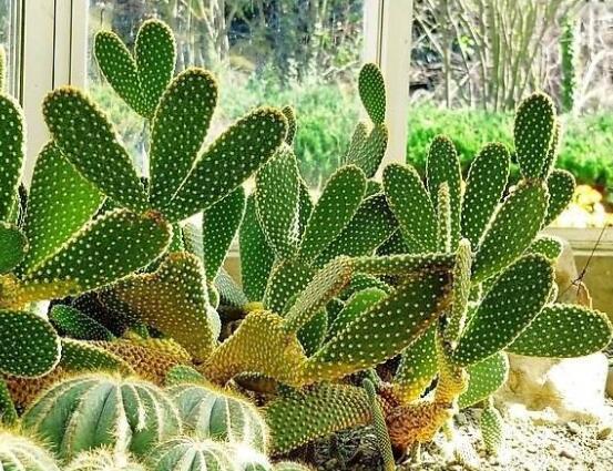 仙人掌多久開花一次，養殖3-5年才可開花