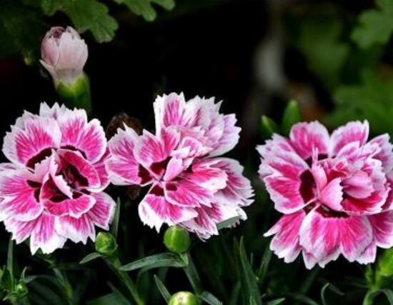 康乃馨一年開幾次花，一年隻開一次花