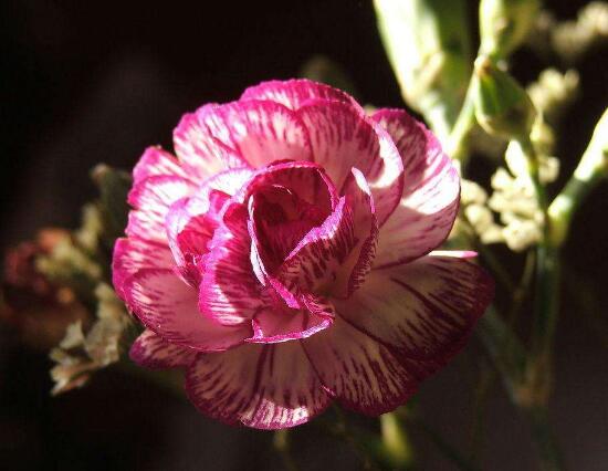 康乃馨一年開幾次花，一年隻開一次花