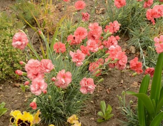 康乃馨一年開幾次花，一年隻開一次花