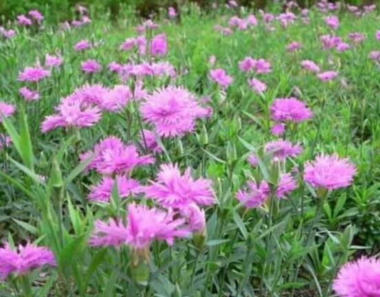康乃馨一年開幾次花，一年隻開一次花