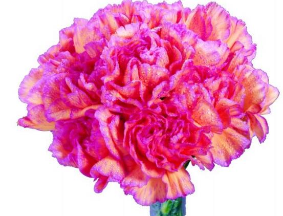 康乃馨一年開幾次花，一年隻開一次花
