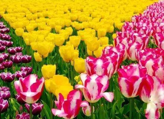 鬱金香什麼時候開花，每年3-5月開花