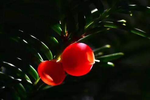 紅豆杉爛根怎麼辦,澆水過多是爛根主要原因之一