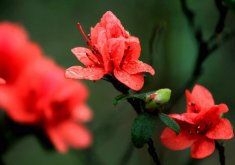 杜鵑花施什麼肥最好，黑山土特別適合植物生長