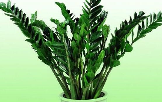 金錢樹開花後怎麼處理，，老農總結出四種處理辦法