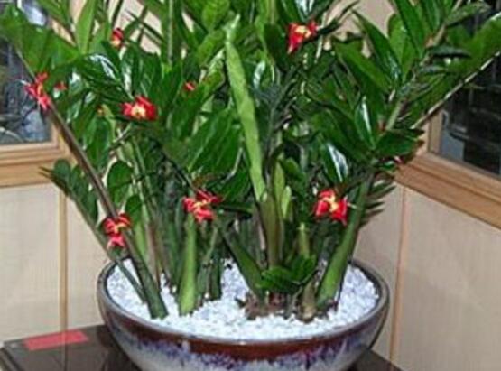 金錢樹開花後怎麼處理，，老農總結出四種處理辦法