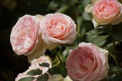 <b>月季什麼時候開花，開花時要注意四個要點</b>