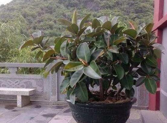 橡皮樹幾月份砍頭好,6-7月是最佳砍頭時間