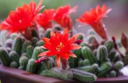 白檀仙人掌不開花怎麼辦，缺乏光照是主要原