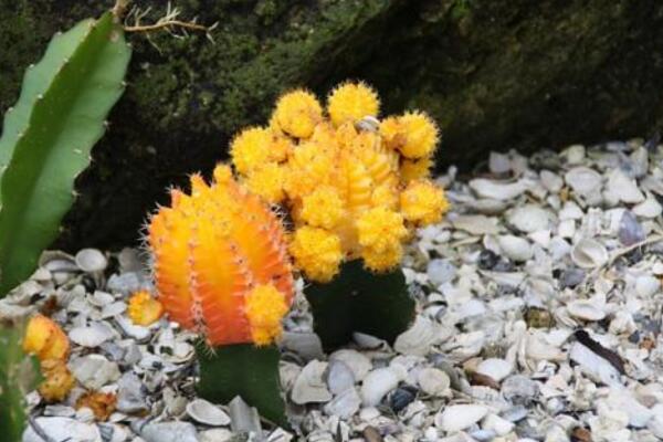 仙人掌開花圖片，既驚豔又罕見
