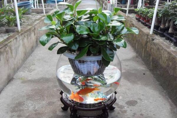 碧玉花能水養嗎,可以水養並且方法簡單