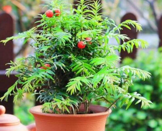 紅豆杉盆景冬天怎麼養，教你五個好方法安然過冬