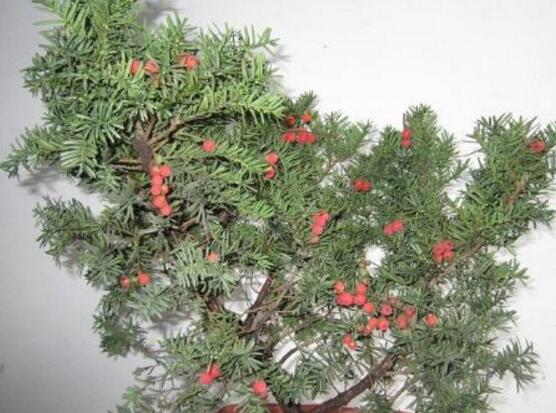 紅豆杉盆景冬天怎麼養，教你五個好方法安然過冬