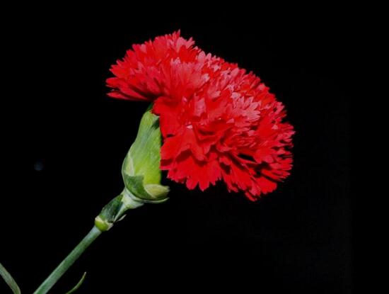 紅色康乃馨代表什麼，是對母親的愛、感激和祝福