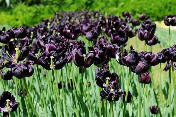 黑色鬱金香花語,神秘、高貴的象征