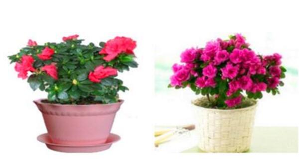 杜鵑花冬天掉葉子怎麼辦，4種原因以及解決方法