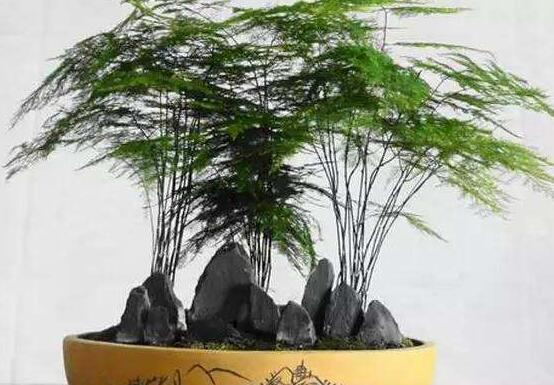 文竹水澆多了怎麼辦，疏鬆土壤、增加光照