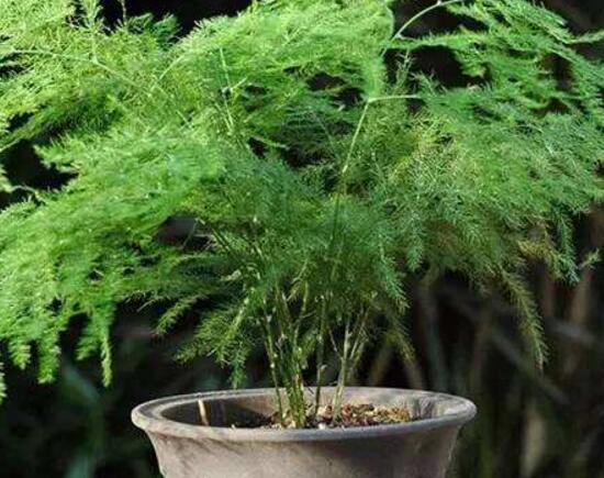 文竹水澆多了怎麼辦，疏鬆土壤、增加光照