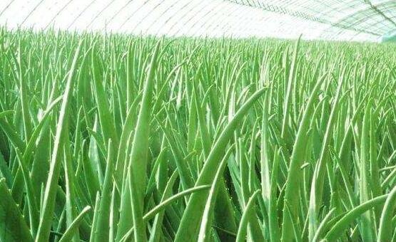 蘆薈葉子發黃怎麼辦,四種原因以及解決辦法
