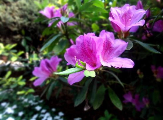 杜鵑花掉葉子,四種原因以及解決辦法