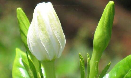 最美梔子花圖片欣賞,潔白無瑕、芳香素雅