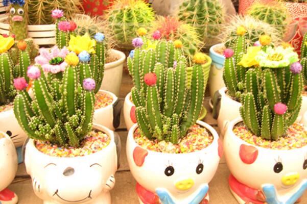 仙人掌的資料,簡介、種類以及價值