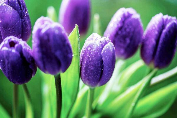 鬱金香花語,不同顏色的鬱金香花語不同