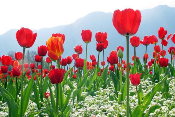 鬱金香花語,不同顏色的鬱金香花語不同