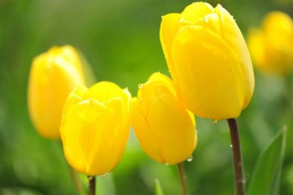 鬱金香花語,不同顏色的鬱金香花語不同
