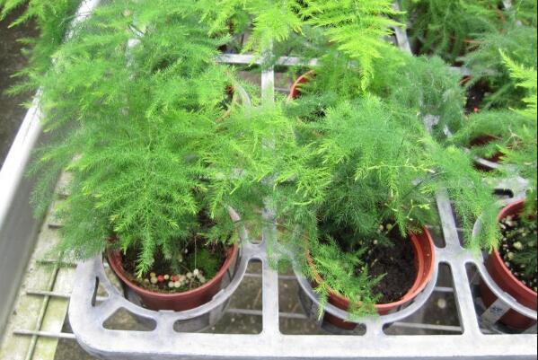 用什麼水澆文竹最好，強烈推薦這5種水