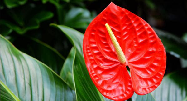 紅掌葉子長黑斑怎麼辦，原因以及處理方法詳解