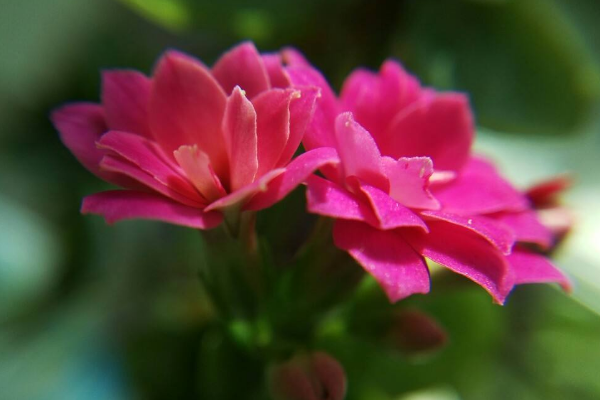長壽花花莖發黑怎麼辦,可能是得了黑腐病